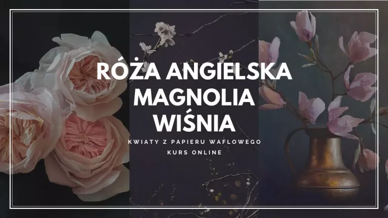 Róża angielska magnolia wiśnia