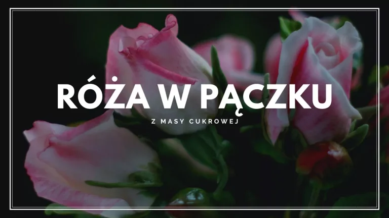 Róża w pączku